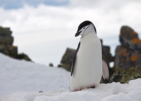 【Google演算法時光機】： 企鵝演算法更新(Google Penguin Update)